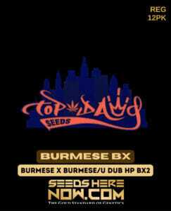 Burmese BX (Regular) (space) Top Dawg Seeds