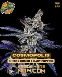 Cosmopolis (Feminized) (space) Exotic Genetix