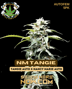 NM Tangie (Autoflower) (space) Eazy Daze Cultivators