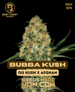 Bubba Kush (Regular) (space) Best Coast Genetics