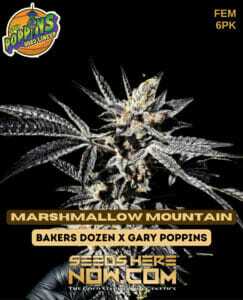 Marshmallow Mountain (Feminized) (space) Exotic Genetix