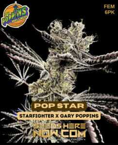 Pop Star (Feminized) (space) Exotic Genetix