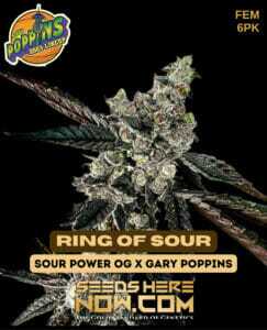 Ring Of Sour (Feminized) (space) Exotic Genetix