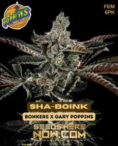 Sha(space)Boink (Feminized) (space) Exotic Genetix
