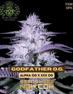 Godfather OG S1 (Feminized) (space) Elite Clone Seed CompanyGodfather OG S1 (Feminized) (space) Elite Clone Seed Company