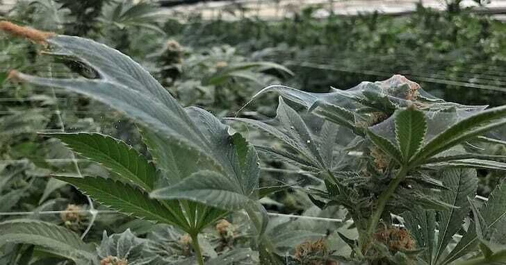 Pest Control For Marijuana Plants: Expert Tips &Amp; Solutions – Spider mites on cannabis plant