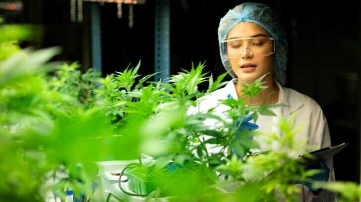 Pest Control For Marijuana Plants: Expert Tips &Amp; Solutions – Monitoring cannabis plants