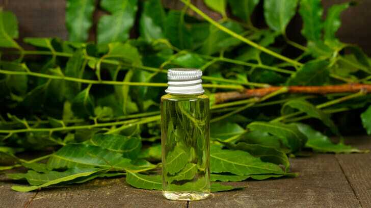 Pest Control For Marijuana Plants: Expert Tips &Amp; Solutions – Neem oil for cannabis plants