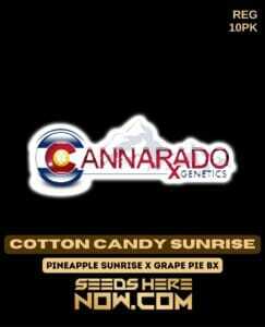 Cotton Candy Sunrise (Regular) (space) Cannarado Genetics