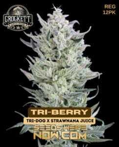 Tri(space)Berry (Regular) (space) Crockett Family Farms