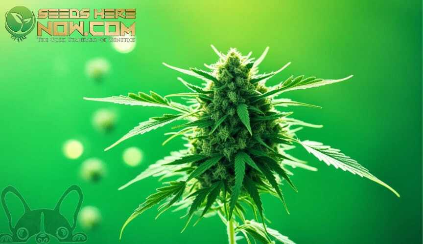 Feminized Cannabis Seeds