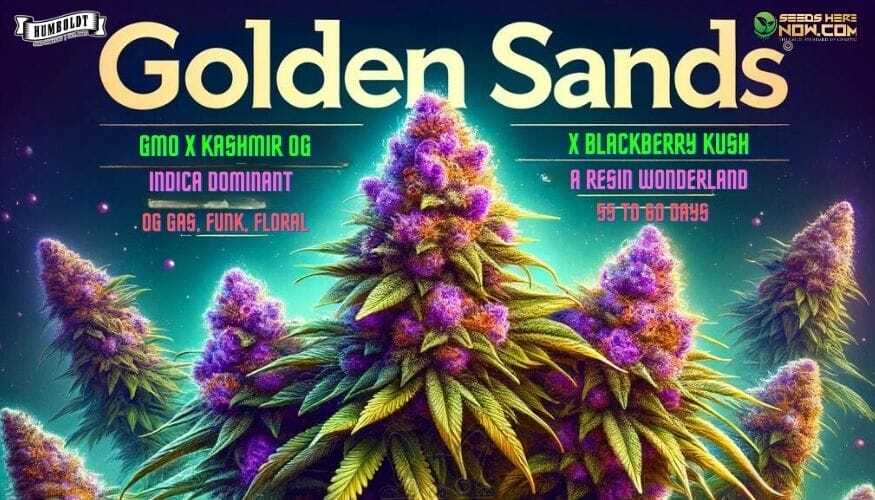 Golden Sands Strain: The Ultimate Hash Producer – Golden Sands Strain: The Ultimate Hash Producer