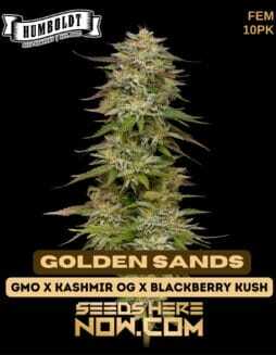 Golden Sands (Feminized) (space) Humboldt Seed CompanyGolden Sands (Feminized) (space) Humboldt Seed Company