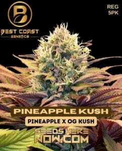 Pineapple Kush (Regular) (space) Best Coast Genetics