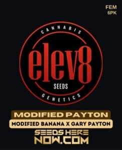 Modified Payton (Feminized) (space) Elev8 Seeds