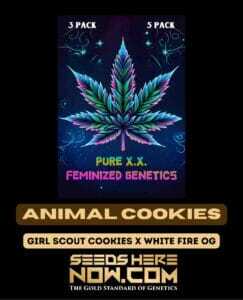 Animal Cookies S1 (Feminized) (space) Pure XX