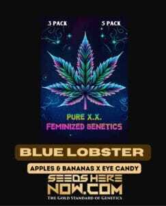 Blue Lobster S1 (Feminized) (space) Pure XX
