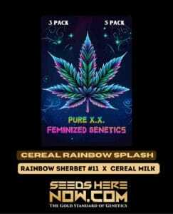 Cereal Rainbow Splash S1 (Feminized) (space) Pure XX