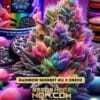 Oreo Rainbow Riot (Feminized) (space) Pure XX