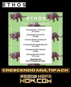 Crescendo Multipack (Feminized) (space) Ethos Genetics