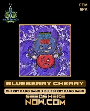 Blueberry Cherry (Feminized) (space) Exotic Genetix