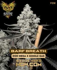 Barf Breath (Feminized) (space) Solfire Gardens