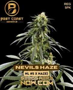 Nevils Haze (Regular) (space) Best Coast Genetics