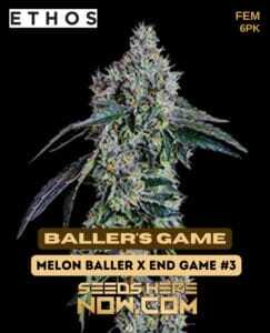 Baller's Game (Feminized) (space) Ethos Genetics