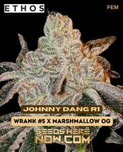 Johnny Dang R1 (Feminized) (space) Ethos Genetics