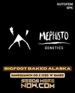 Bigfoot Baked Alaska (Autoflower) (space) Mephisto Genetics
