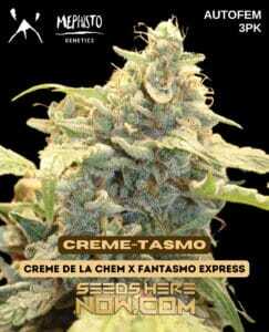 Creme (space)Tasmo (Autoflower) (space) Mephisto Genetics