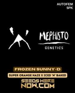 Frozen Sunny(space)D (Autoflower) (space) Mephisto Genetics