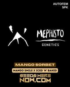 Mango Sorbet (Autoflower) (space) Mephisto Genetics