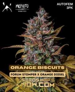 Orange Biscuits (Autoflower) (space) Mephisto Genetics