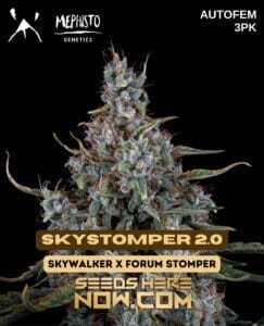 Skystomper 2.0 (Autoflower) (space) Mephisto Genetics
