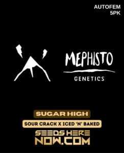 Sugar High (Autoflower) (space) Mephisto Genetics
