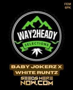Baby Jokerz x White Runtz (Feminized) (space) Way2heady Selections