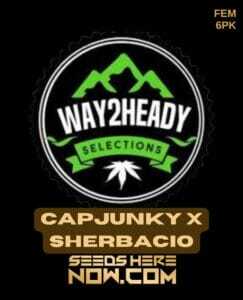 Capjunky x Sherbacio (Feminized) (space) Way2heady Selections