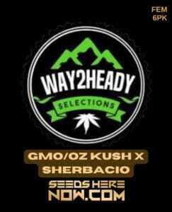 GMO/OZ Kush x Sherbacio (Feminized) (space) Way2heady Selections