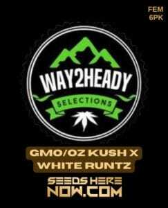 GMO/OZ Kush x White Runtz (Feminized) (space) Way2heady Selections