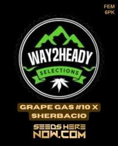 Grape Gas #10 x Sherbacio (Feminized) (space) Way2heady Selections