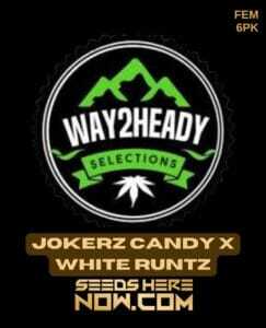 Jokerz Candy x White Runtz (Feminized) (space) Way2heady Selections