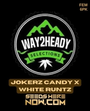 Jokerz Candy x White Runtz (Feminized) (space) Way2heady Selections