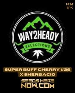 Super Buff Cherry #26 x Sherbacio (Feminized) (space) Way2heady Selections