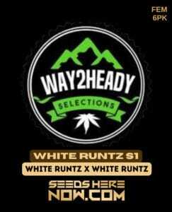 White Runtz S1 (Feminized) (space) Way2heady Selections
