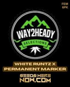 White Runtz x Permanent Marker (Feminized) (space) Way2heady Selections