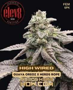 High Wired (Feminized) (space) Elev8 Seeds