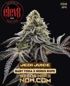 Jedi Juice (Feminized) (space) Elev8 Seeds