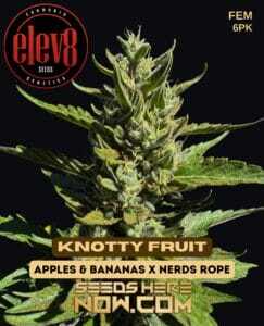 Knotty Fruit (Feminized) (space) Elev8 Seeds