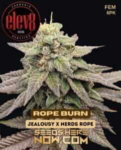 Rope Burn (Feminized) (space) Elev8 Seeds